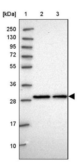 Western Blot: C2orf49 Antibody [NBP2-14404] - Lane 1: Marker [kDa] 250, 130, 95, 72, 55, 36, 28, 17, 10<br/>Lane 2: Human cell line RT-4<br/>Lane 3: Human cell line U-251MG sp