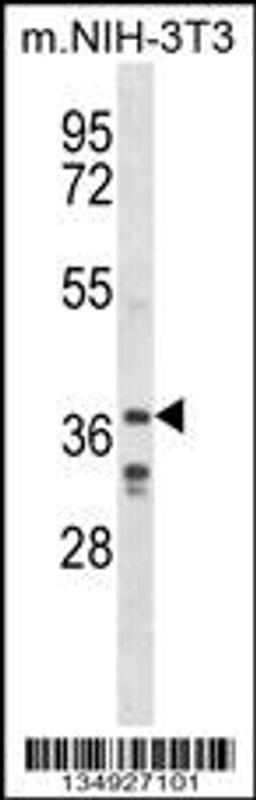 Western blot analysis in mouse NIH-3T3 cell line lysates (35ug/lane).