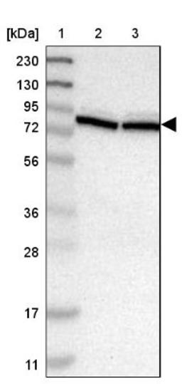 Western Blot: PTPN4 Antibody [NBP1-80867] - Lane 1: Marker [kDa] 230, 130, 95, 72, 56, 36, 28, 17, 11<br/>Lane 2: Human cell line RT-4<br/>Lane 3: Human cell line U-251MG sp