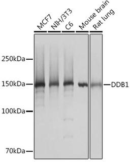 Western blot - DDB1 Rabbit mAb (A5022)