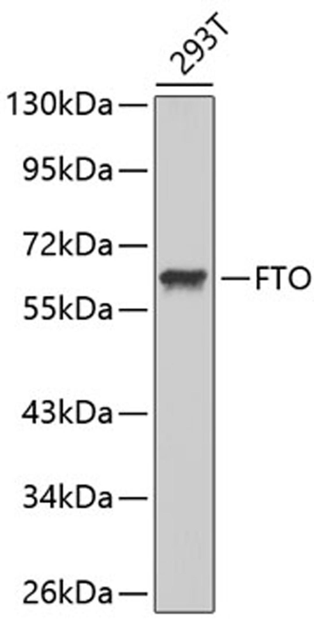 Western blot - FTO antibody (A1438)