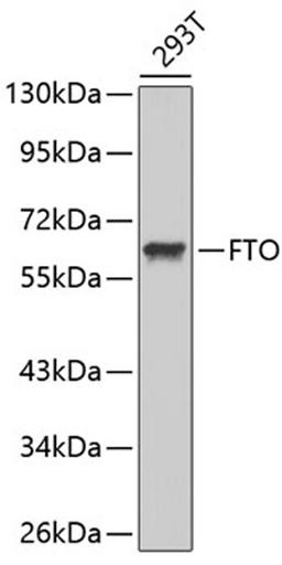 Western blot - FTO antibody (A1438)