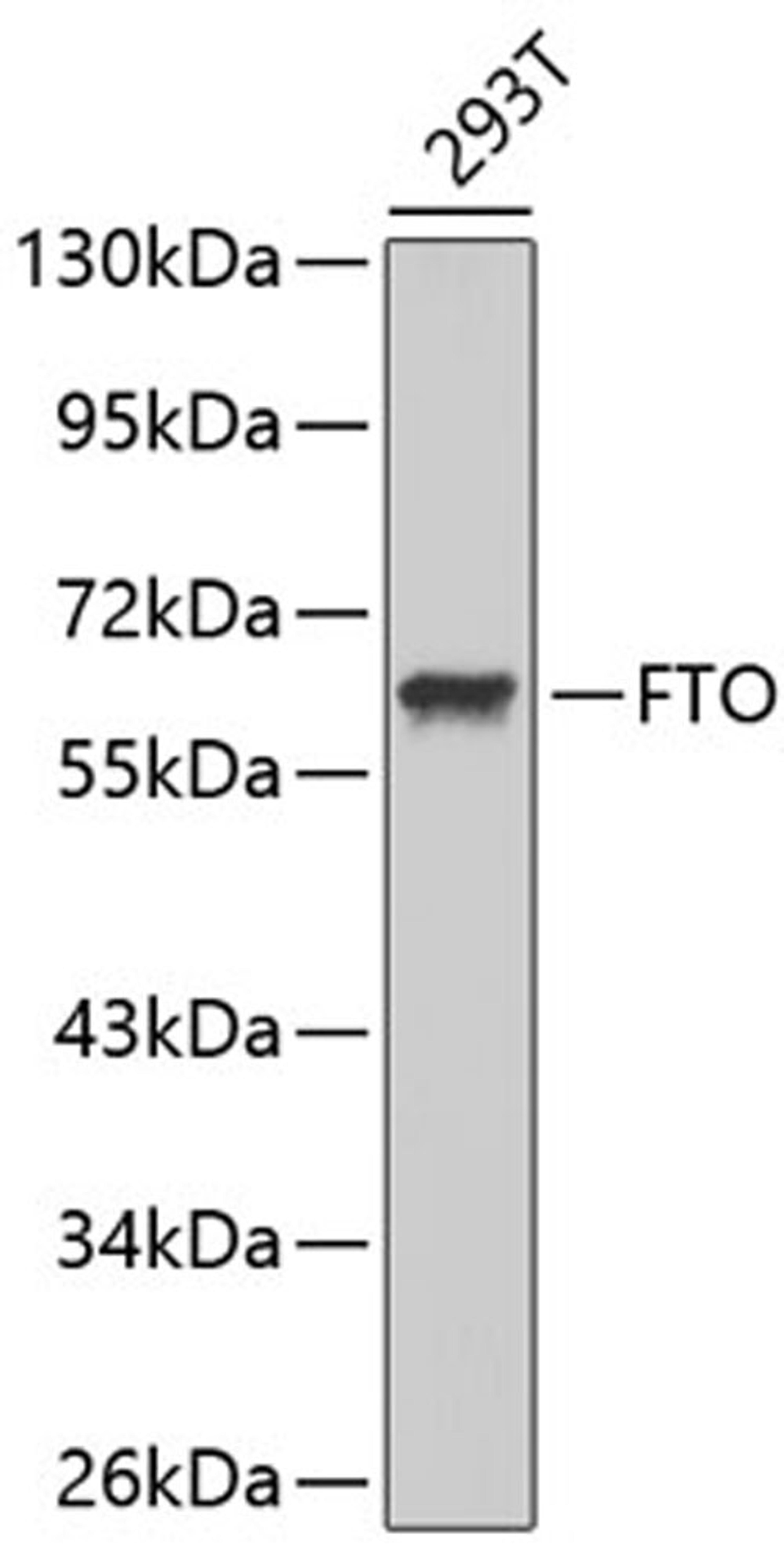 Western blot - FTO antibody (A1438)