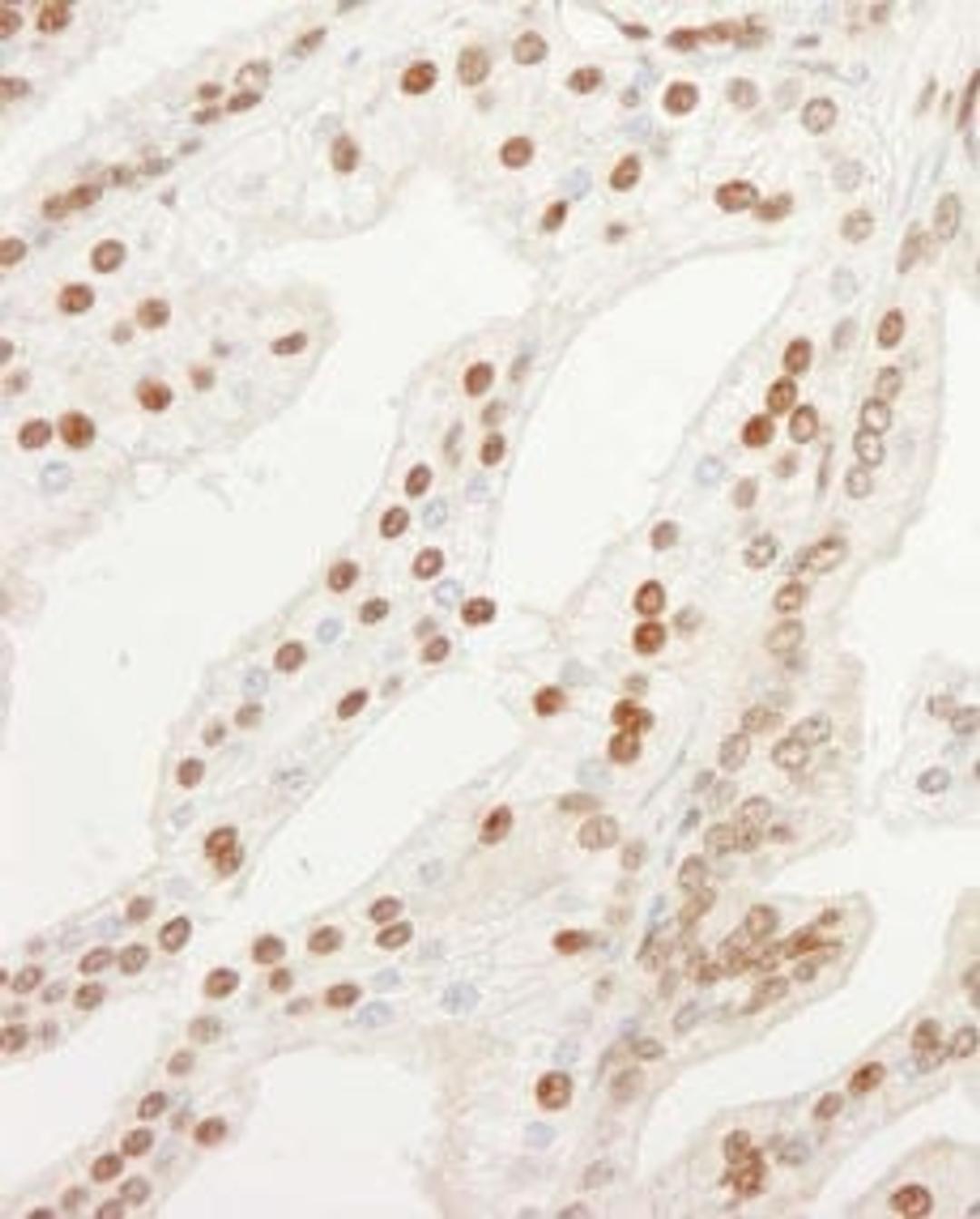 Detection of human KPNA4 by immunohistochemistry.