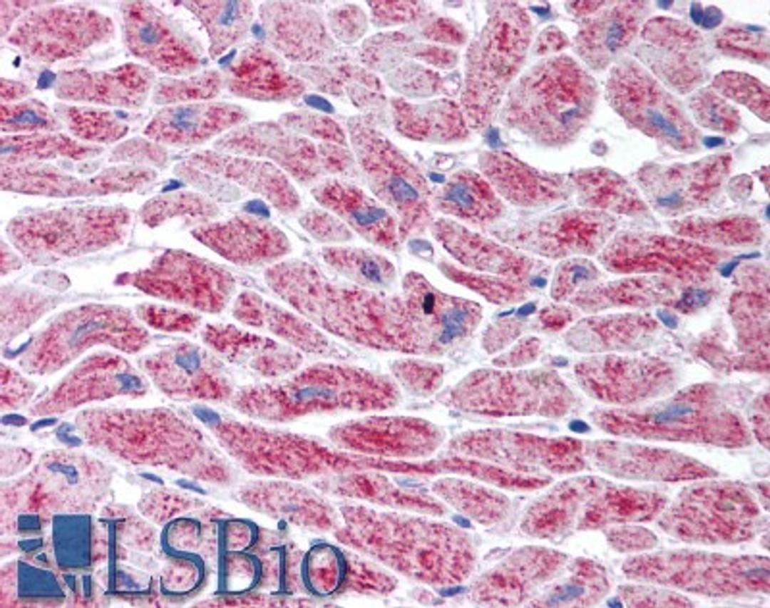 46-394 (5ug/ml) staining of paraffin embedded Human Heart. Steamed antigen retrieval with citrate buffer pH 6, AP-staining.