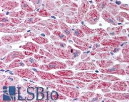 46-394 (5ug/ml) staining of paraffin embedded Human Heart. Steamed antigen retrieval with citrate buffer pH 6, AP-staining.