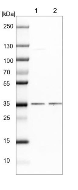 Western Blot: POLR2C Antibody [NBP1-80817] - Lane 1: NIH-3T3 cell lysate (Mouse embryonic fibroblast cells)<br/>Lane 2: NBT-II cell lysate (Rat Wistar bladder tumour cells)