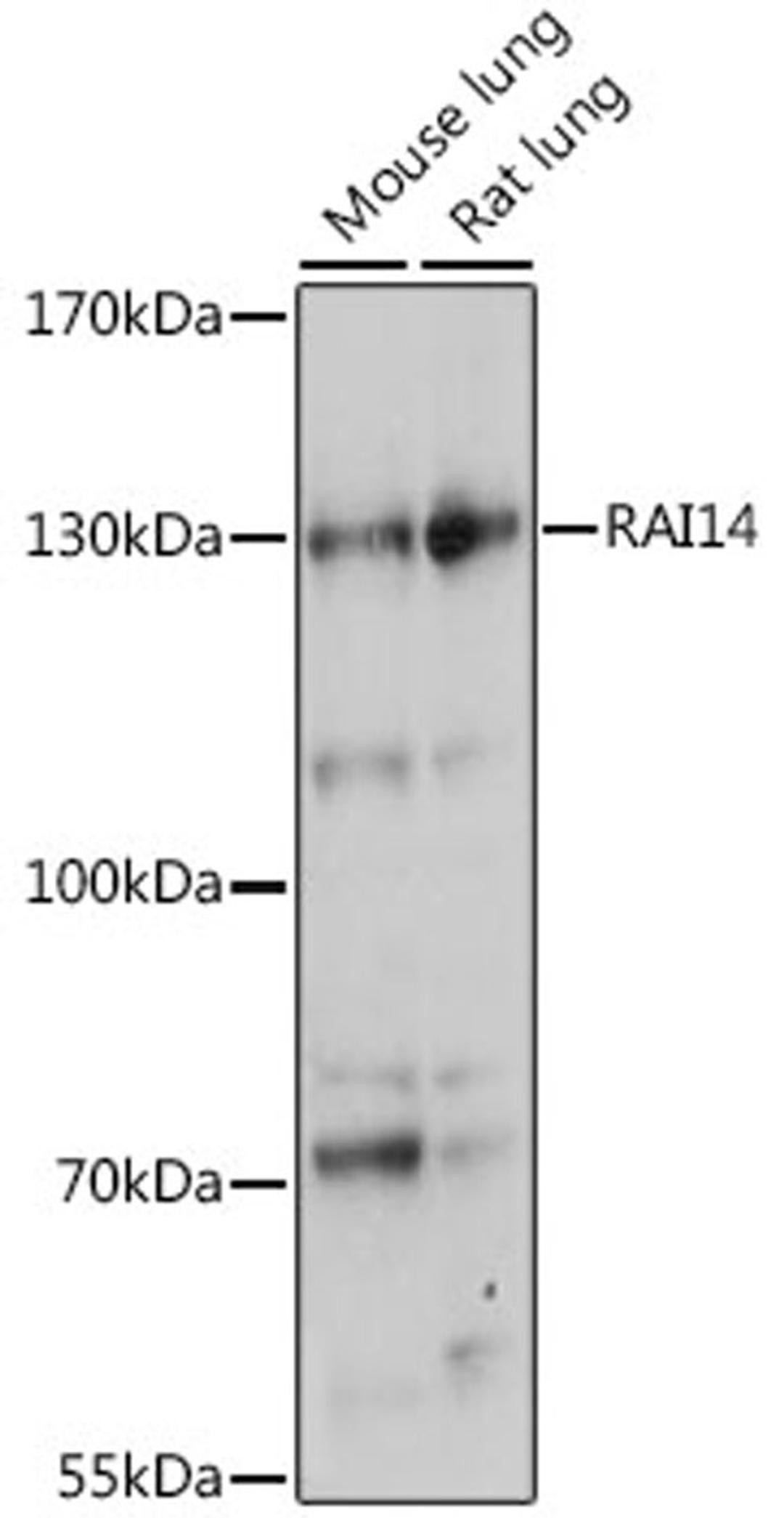 Western blot - RAI14 antibody (A15811)