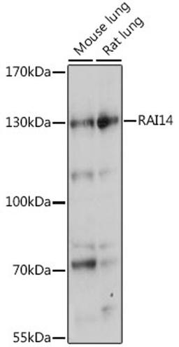 Western blot - RAI14 antibody (A15811)