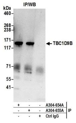 Detection of human TBC1D9B by western blot of immunoprecipitates.