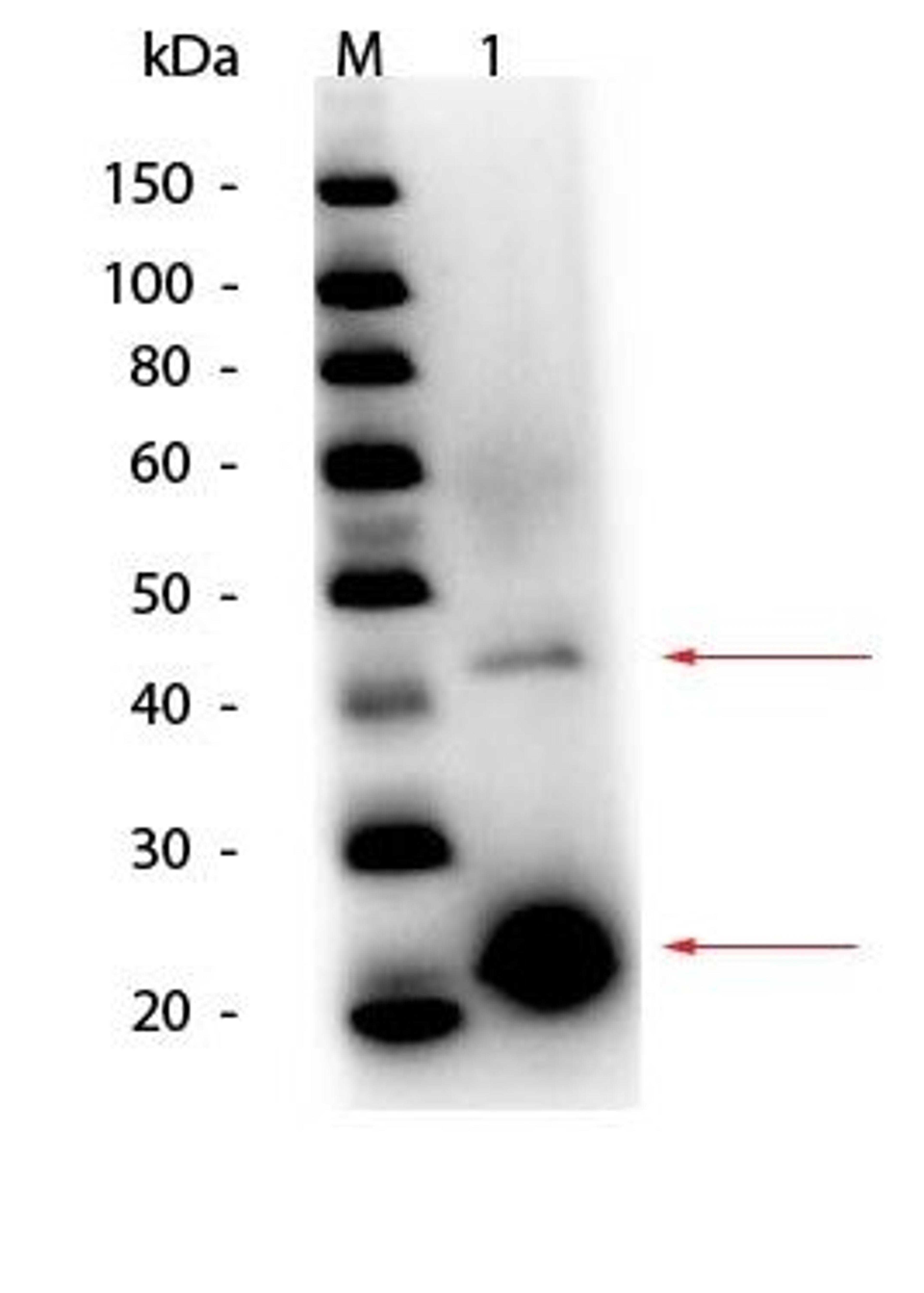 Western blot analysis of Acid Phosphatase (Potato) using Acid Phosphatase antibody (Peroxidase)