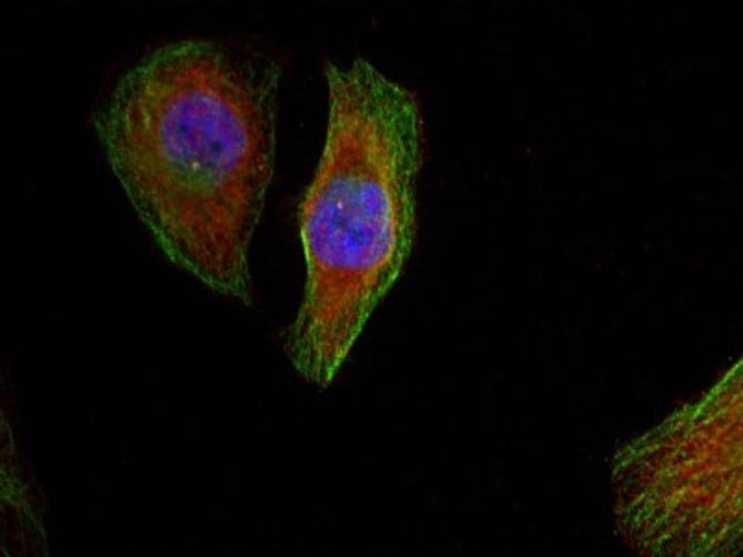 Immunocytochemistry/Immunofluorescence: ERK1/2 [p Thr202] Antibody [NB100-82101] - Staining of methanol-fixed Hela cells showing cytoplasmic, nuclear staining using p44/42 MAP Kinase(Phospho-Thr202) Antibody