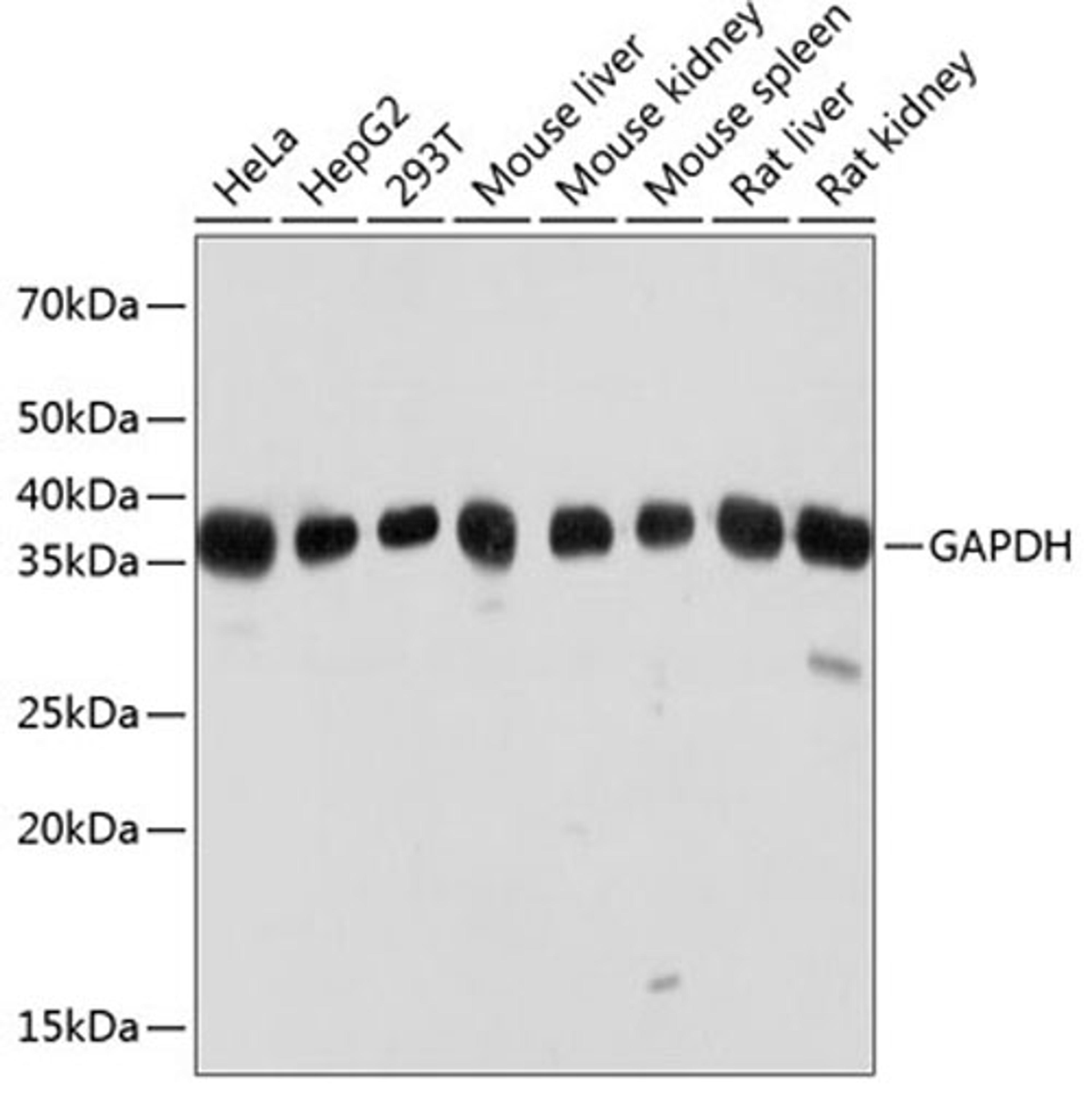 Western blot - GAPDH Monoclonal Antibody (AC033)