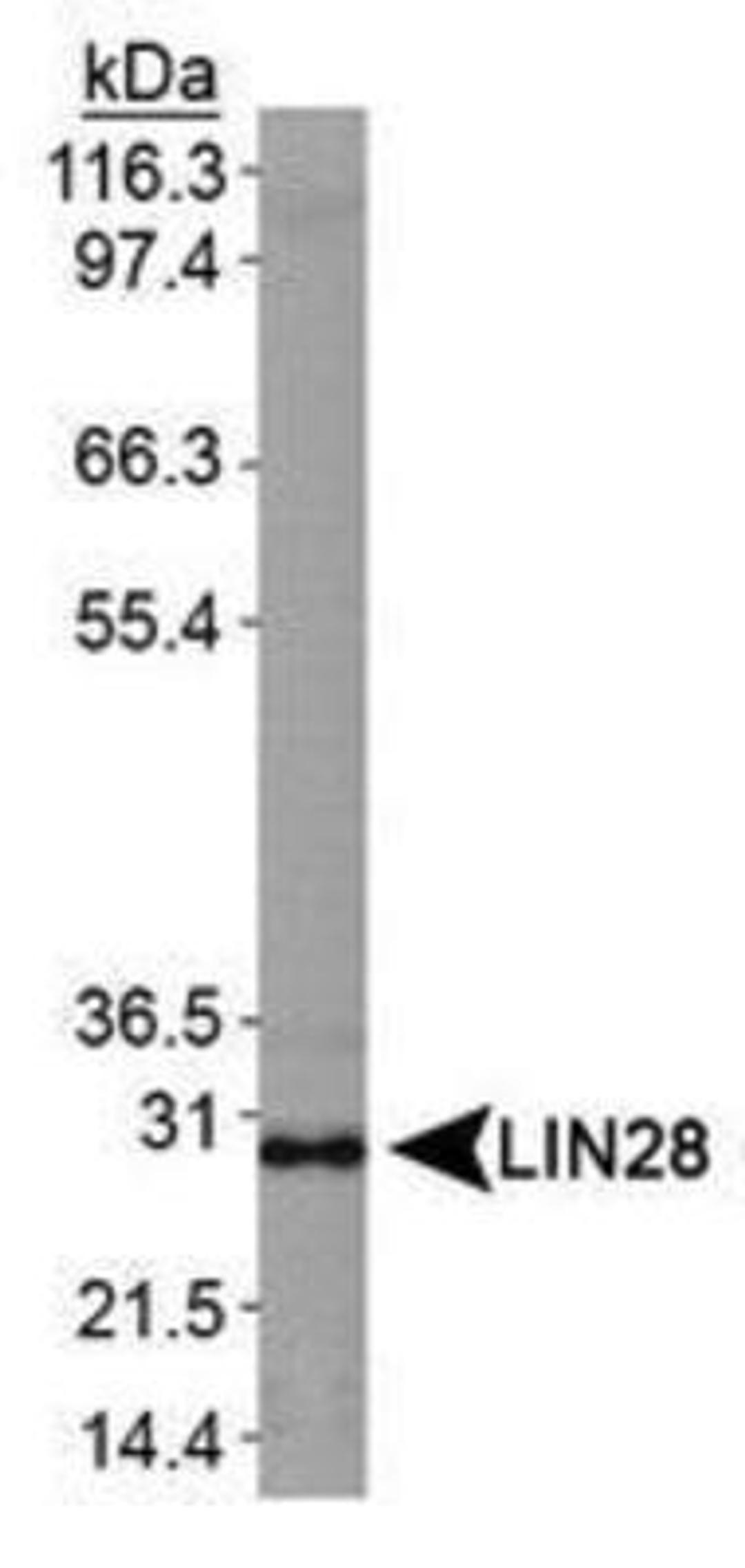 Western Blot: Lin28 Antibody [NBP1-49537] - Analysis of LIN28 in NTERA-2 cell lysate