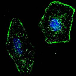 Fluorescent confocal image of SY5Y cells stained with ERAS (F66) antibody. SY5Y cells were fixed with 4% PFA (20 min), permeabilized with Triton X-100 (0.2%, 30 min). Cells were then incubated with ERAS (F66) primary antibody (1:100, 2 h at room temperatu