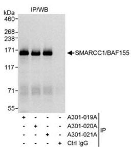 Detection of human SMARCC1/BAF155 by western blot of immunoprecipitates.