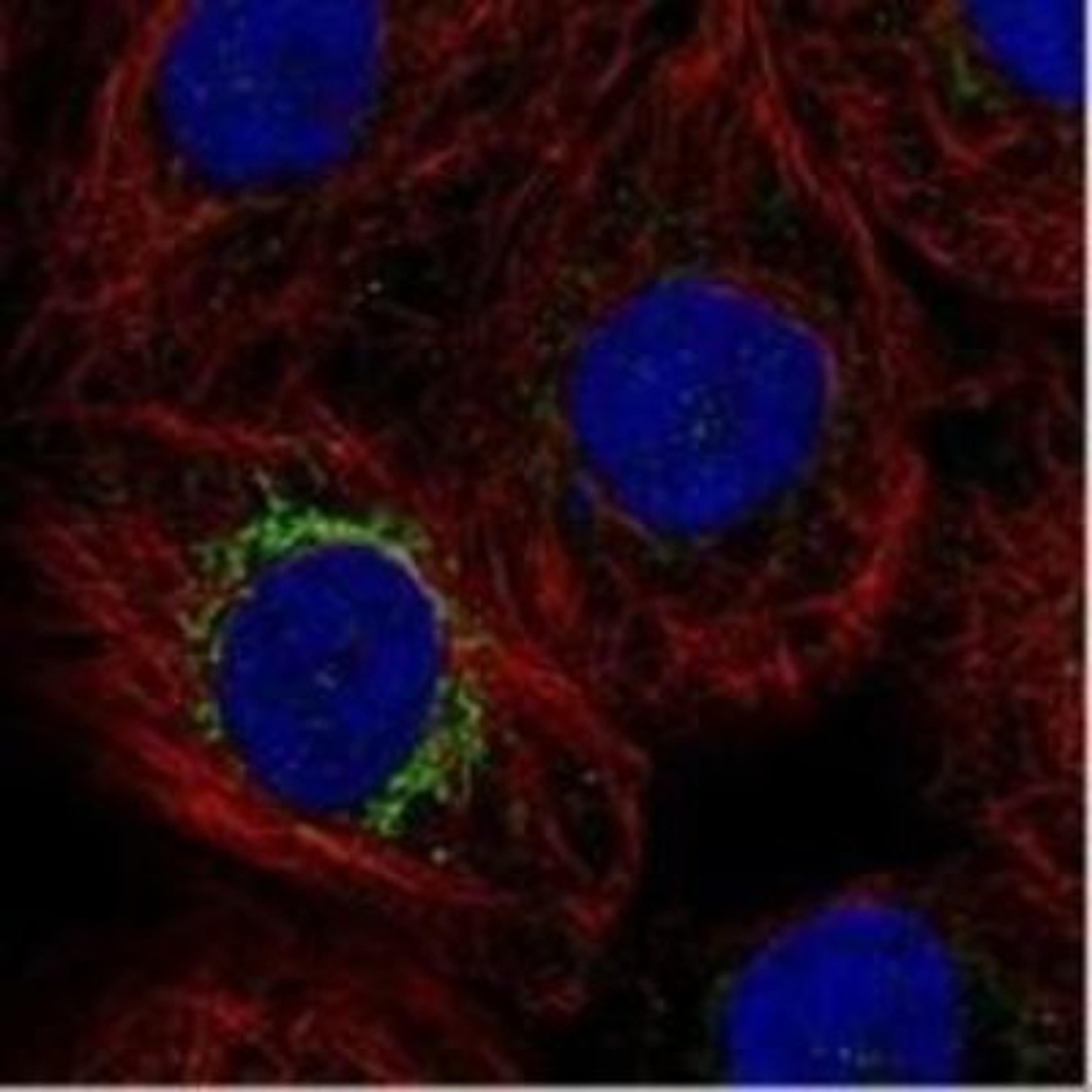 Immunocytochemistry/Immunofluorescence: MPP2 Antibody [NBP1-85038] - Immunofluorescent staining of human cell line A-431 shows positivity in mitochondria.