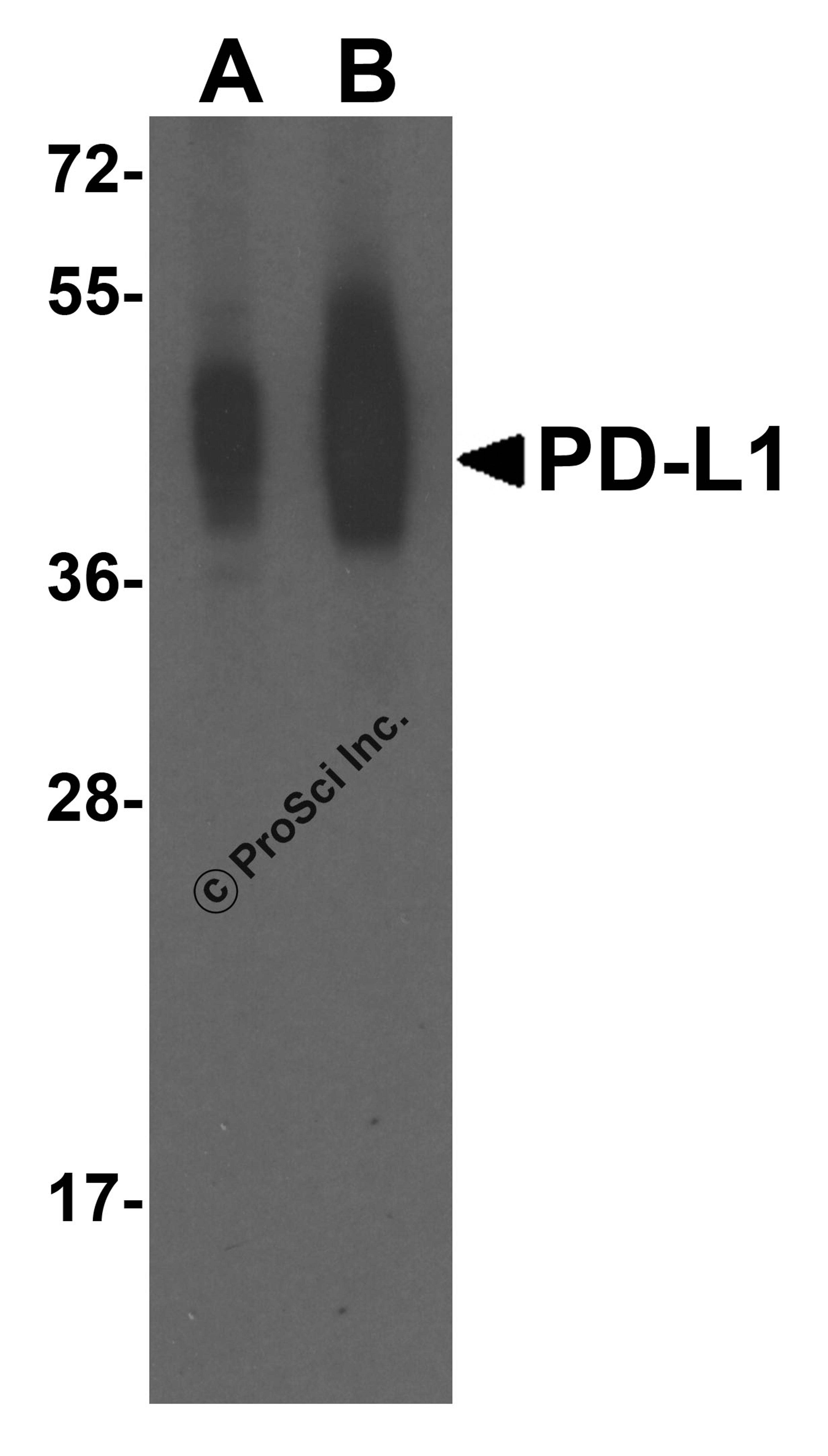 Western blot analysis of PD-L1 in overexpressing HEK293 cells PD-L1 antibody at 0.25 and 0.5 μg/ml
