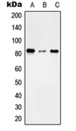 Western blot analysis of THP1 (Lane 1), NIH3T3 (Lane 2), H9C2 (Lane 3) whole cell lysates using TMC7 antibody