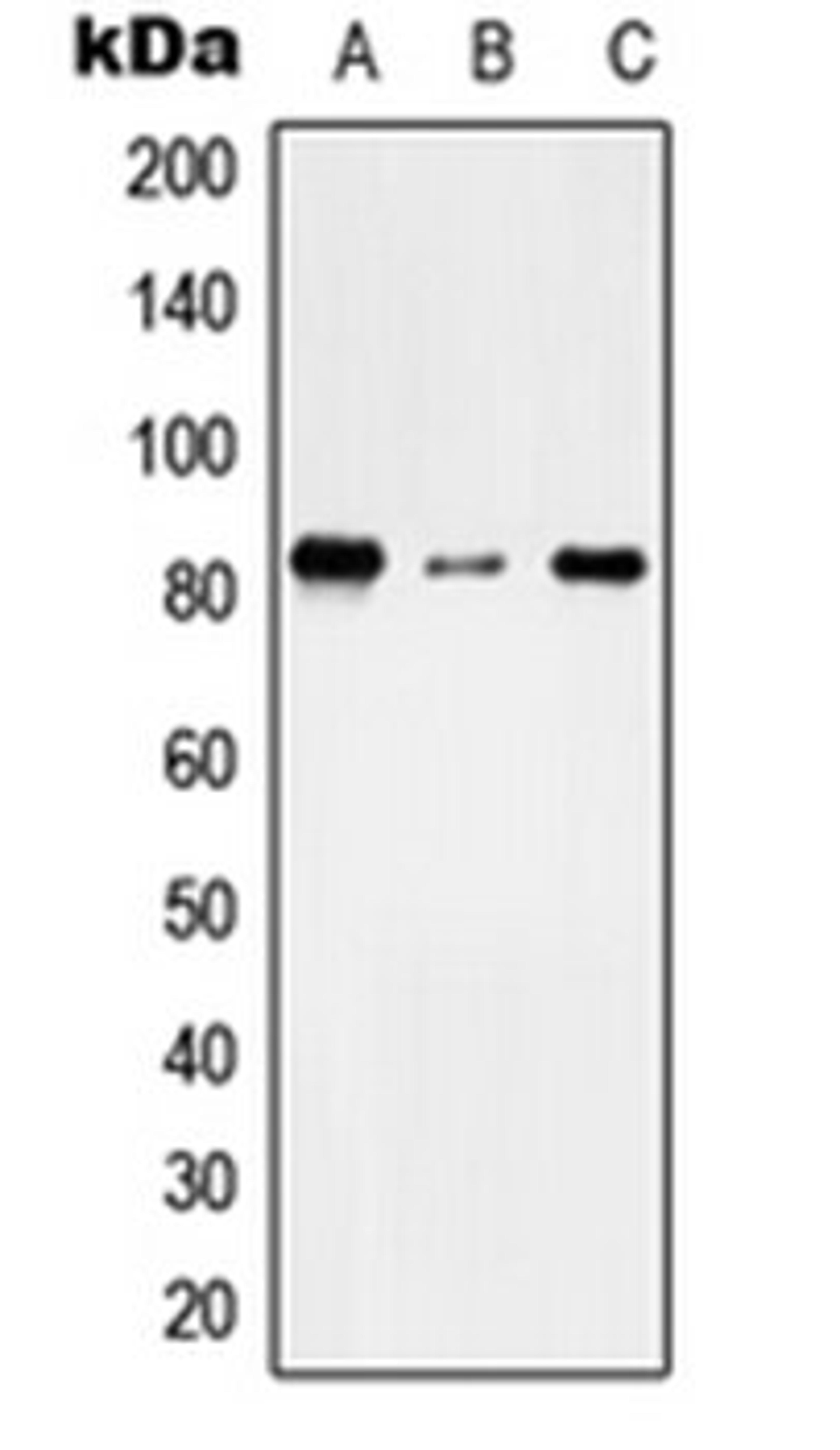 Western blot analysis of THP1 (Lane 1), NIH3T3 (Lane 2), H9C2 (Lane 3) whole cell lysates using TMC7 antibody