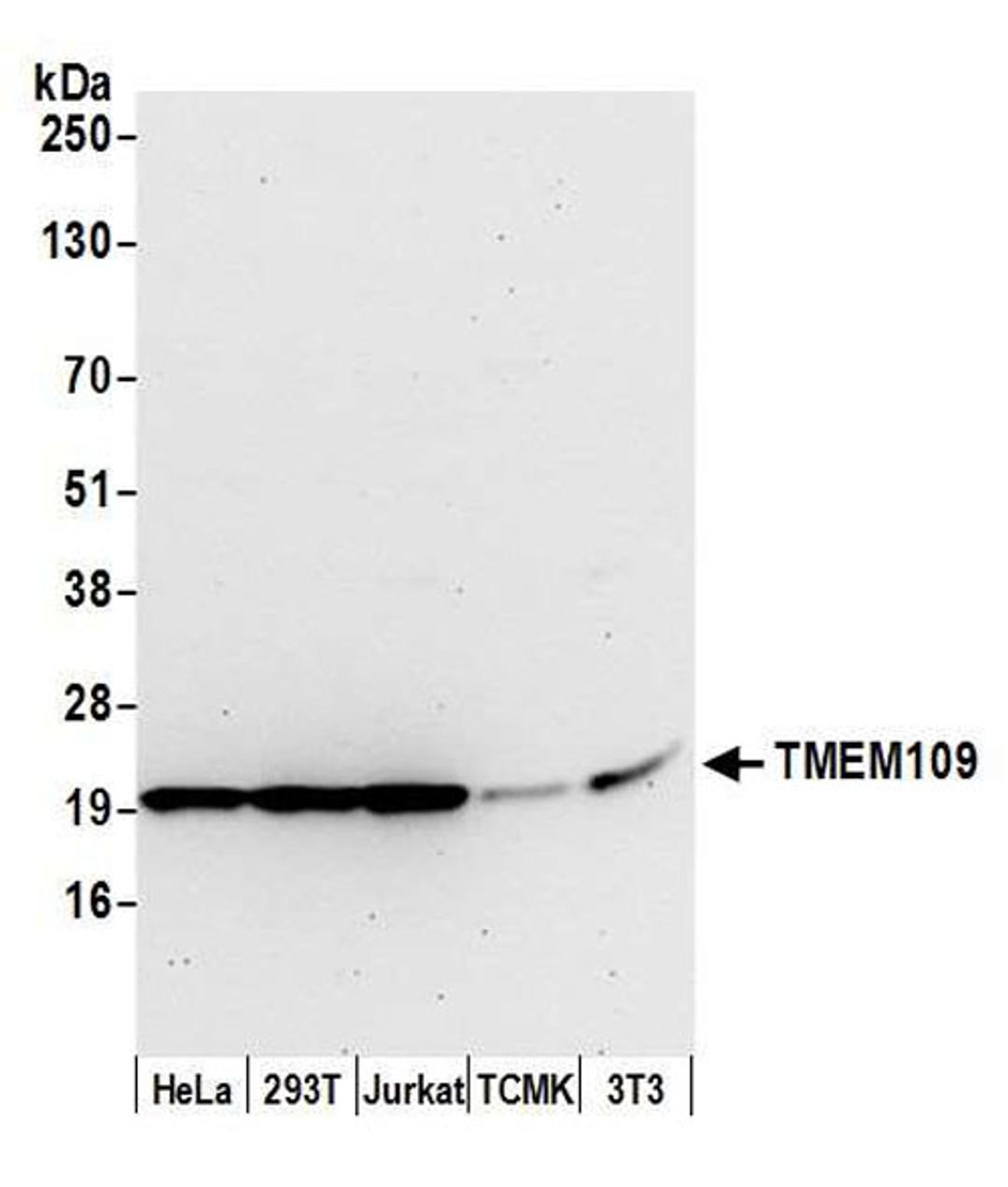 Detection of human and mouse TMEM109 by WB.