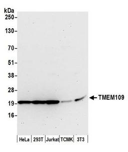 Detection of human and mouse TMEM109 by WB.