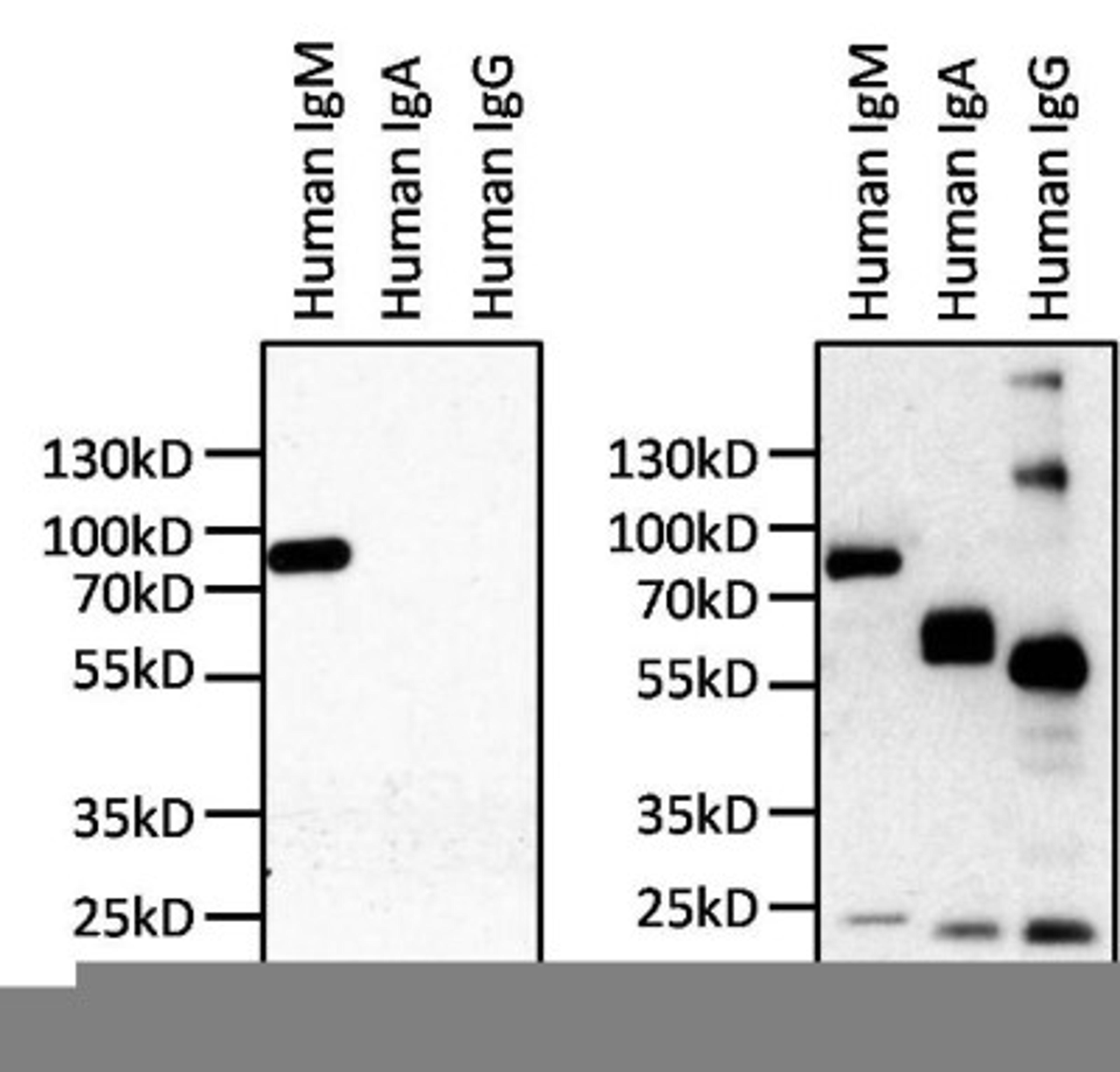 Western Blot: Human IgM Antibody (P5E2) [NBP1-78603] - Analysis of 1ug of purified Human IgM, Human IgA, and Human IgG and 10ul of PageRuler Prestained Protein Ladder per well.