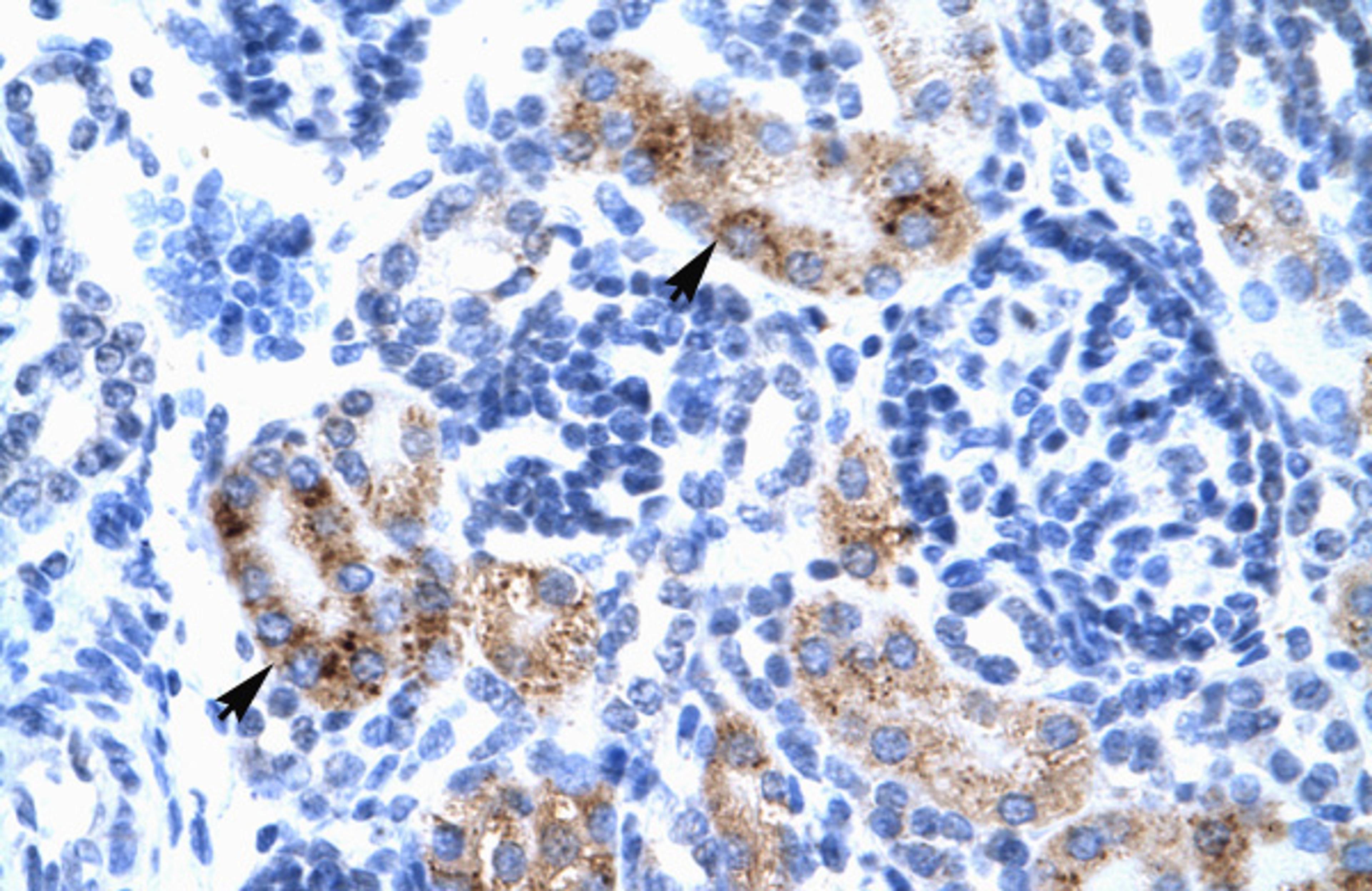 Antibody used in IHC on Human kidney.