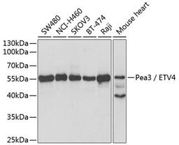 Western blot - Pea3 / ETV4 antibody (A5797)