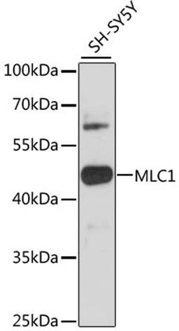 Western blot - MLC1 antibody (A12840)