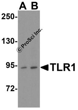 Western blot analysis of TLR1 in THP-1 cell lysate with TLR1 antibody at (A) 1 and (B) 2 μg/mL.