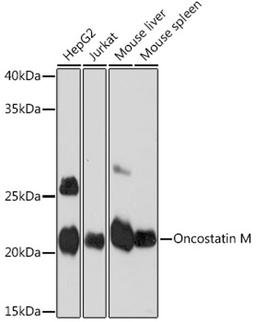 Western blot - Oncostatin M Rabbit mAb (A8705)