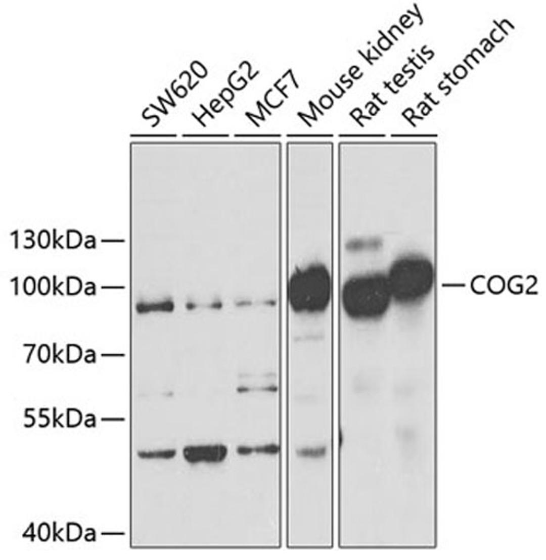 Western blot - COG2 antibody (A6251)