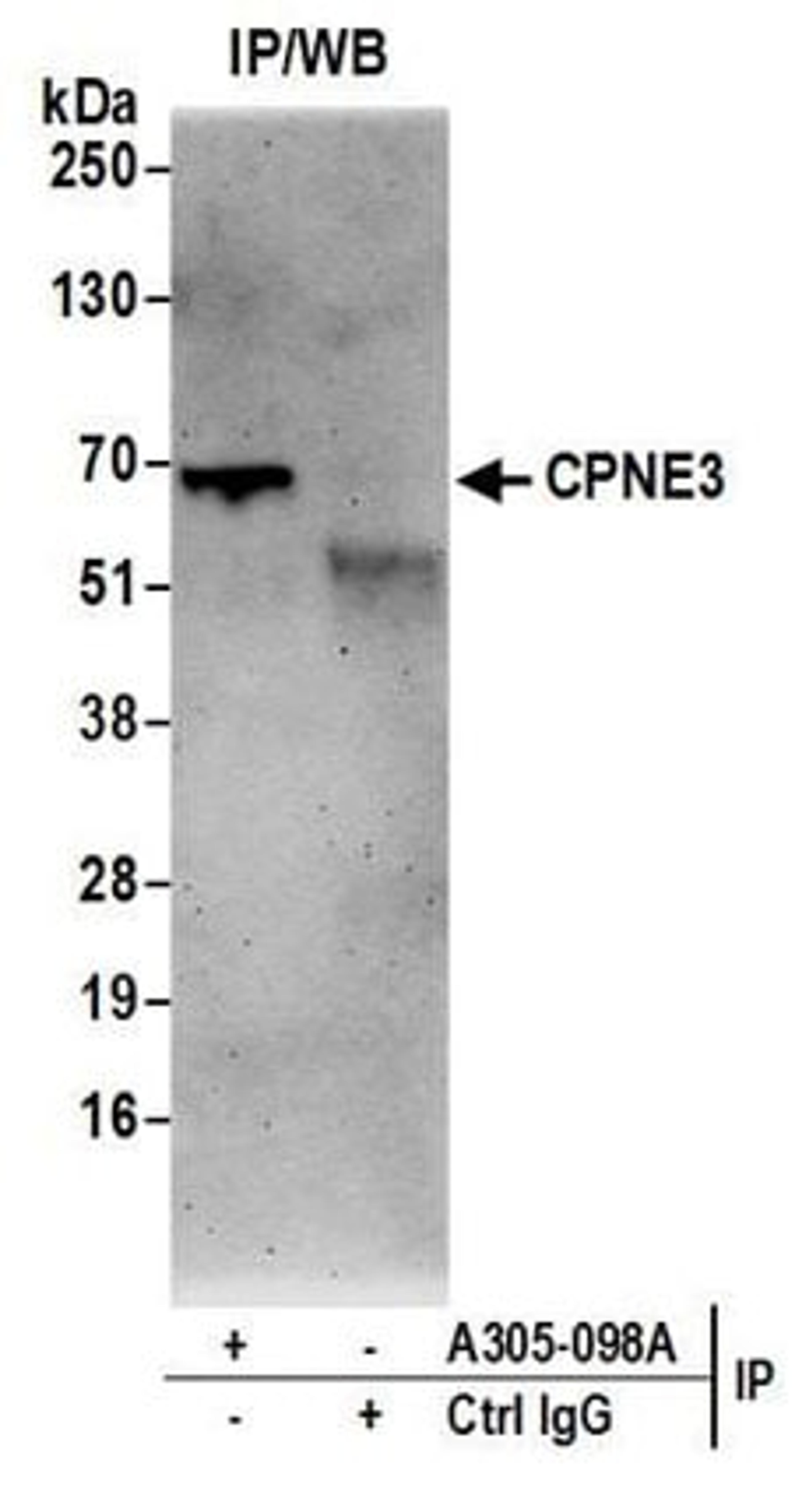 Detection of human CPNE3 by western blot of immunoprecipitates.