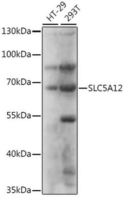 Western blot - SLC5A12 antibody (A16177)