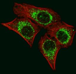 Fluorescent image of U251 cells stained with AIFM1 antibody. U251 cells were fixed with 4% PFA (20 min), permeabilized with Triton X-100 (0.2%, 30 min). Cells were then incubated with AIFM1 primary antibody (1:200, 2 h at room temperature). For secondary 