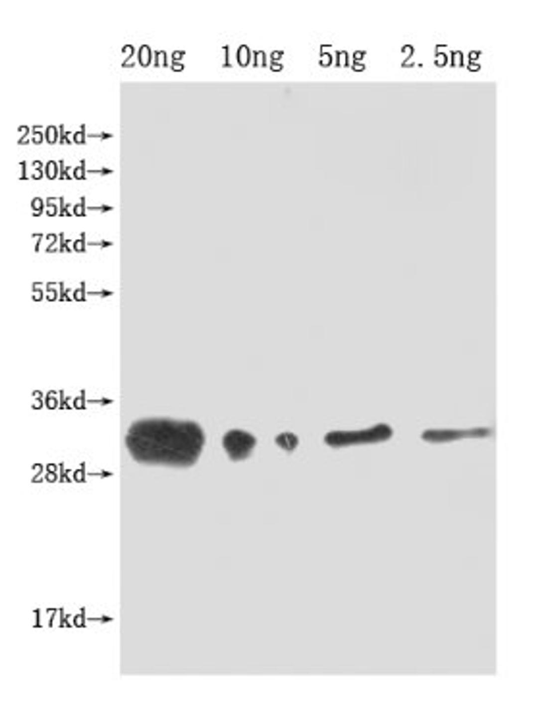 Western Blot. Positive WB detected in Recombinant protein. All lanes: lprG antibody at 1:2000. Secondary. Goat polyclonal to rabbit IgG at 1/50000 dilution. Predicted band size: 32 kDa. Observed band size: 32 kDa.