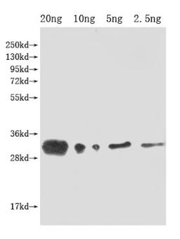 Western Blot. Positive WB detected in Recombinant protein. All lanes: lprG antibody at 1:2000. Secondary. Goat polyclonal to rabbit IgG at 1/50000 dilution. Predicted band size: 32 kDa. Observed band size: 32 kDa.