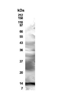 Western Blot: Resistin Antibody [NB200-203] - WB detection of human Resistin in transfected 293T cells with NB200-203 at a dilution of 1:500