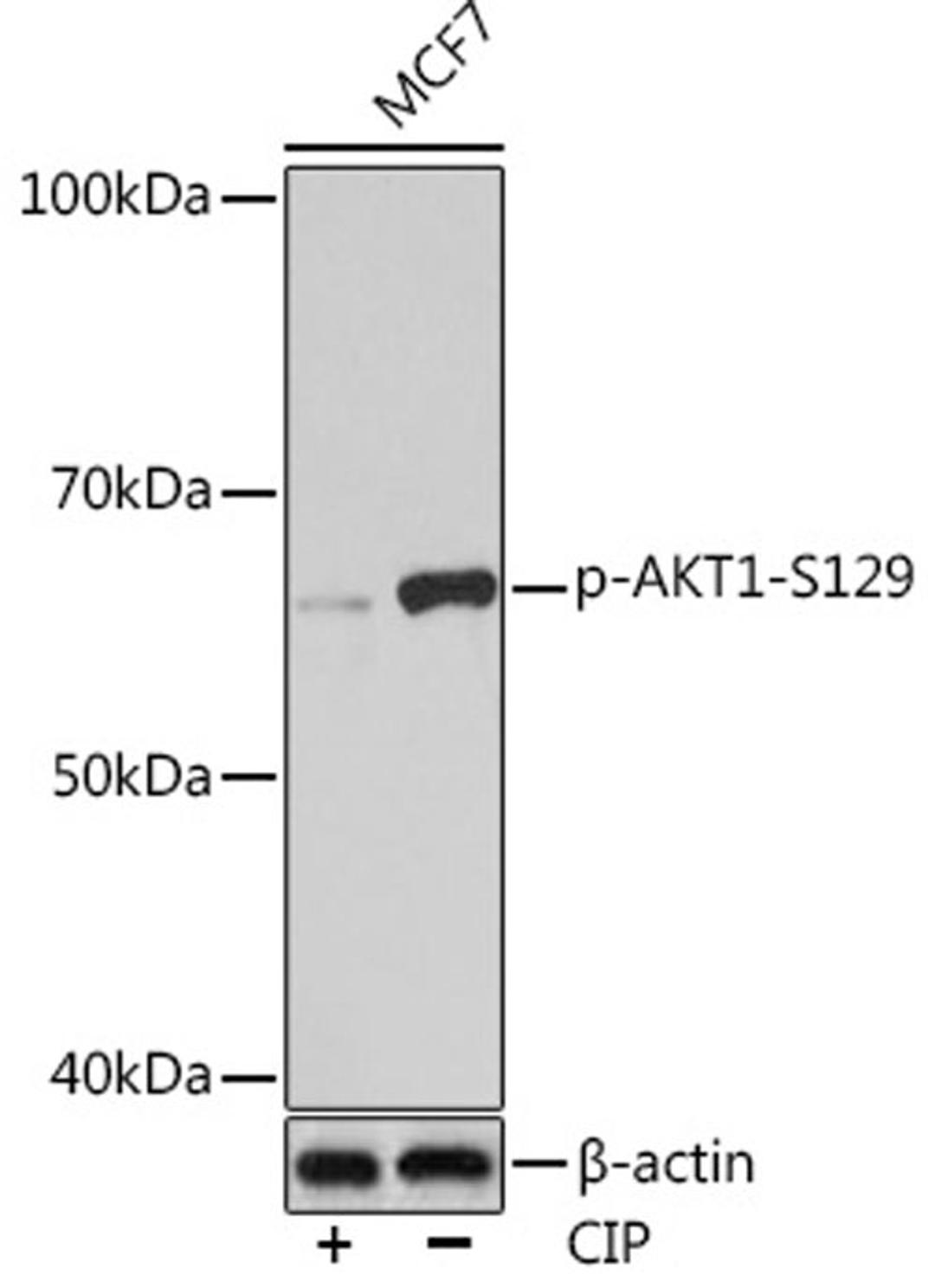 Western blot - Phospho-AKT1-S129 Rabbit mAb (AP0981)