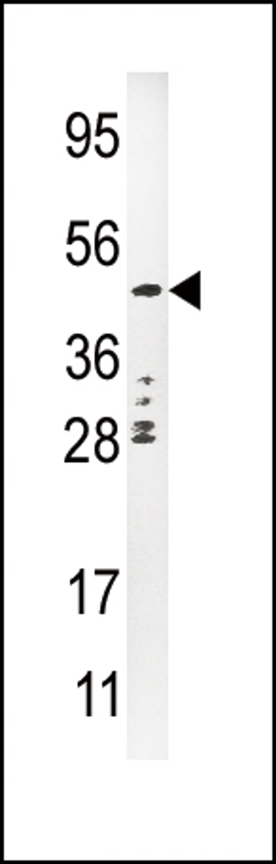 Western blot analysis of anti-PLAU Pab in CEM cell line lysate (35ug/lane)