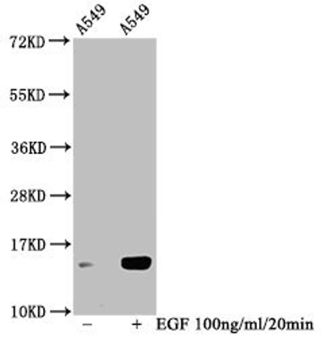 Western Blot. Detected samples: A549 whole cell lysate; Untreated (-) or treated (+) with 100ng/ml EGF for 20min. All lanes: HIST1H2BC antibody at 1:100. Secondary. Goat polyclonal to rabbit IgG at 1/50000 dilution. Predicted band size: 14 kDa. Observed band size: 14 kDa