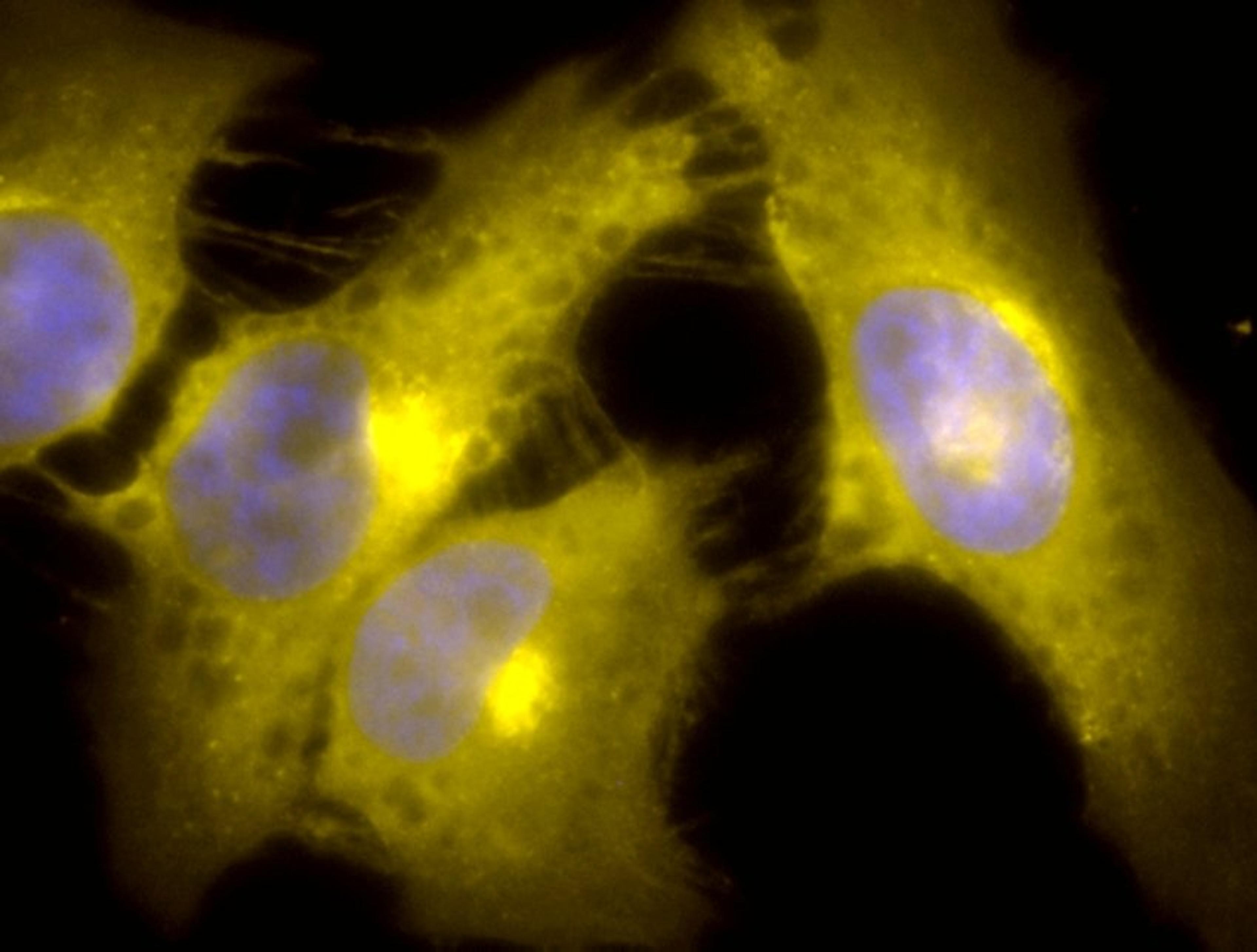 Immunofluorescence analysis of heat shocked hela cells using TCP1-alpha antibody