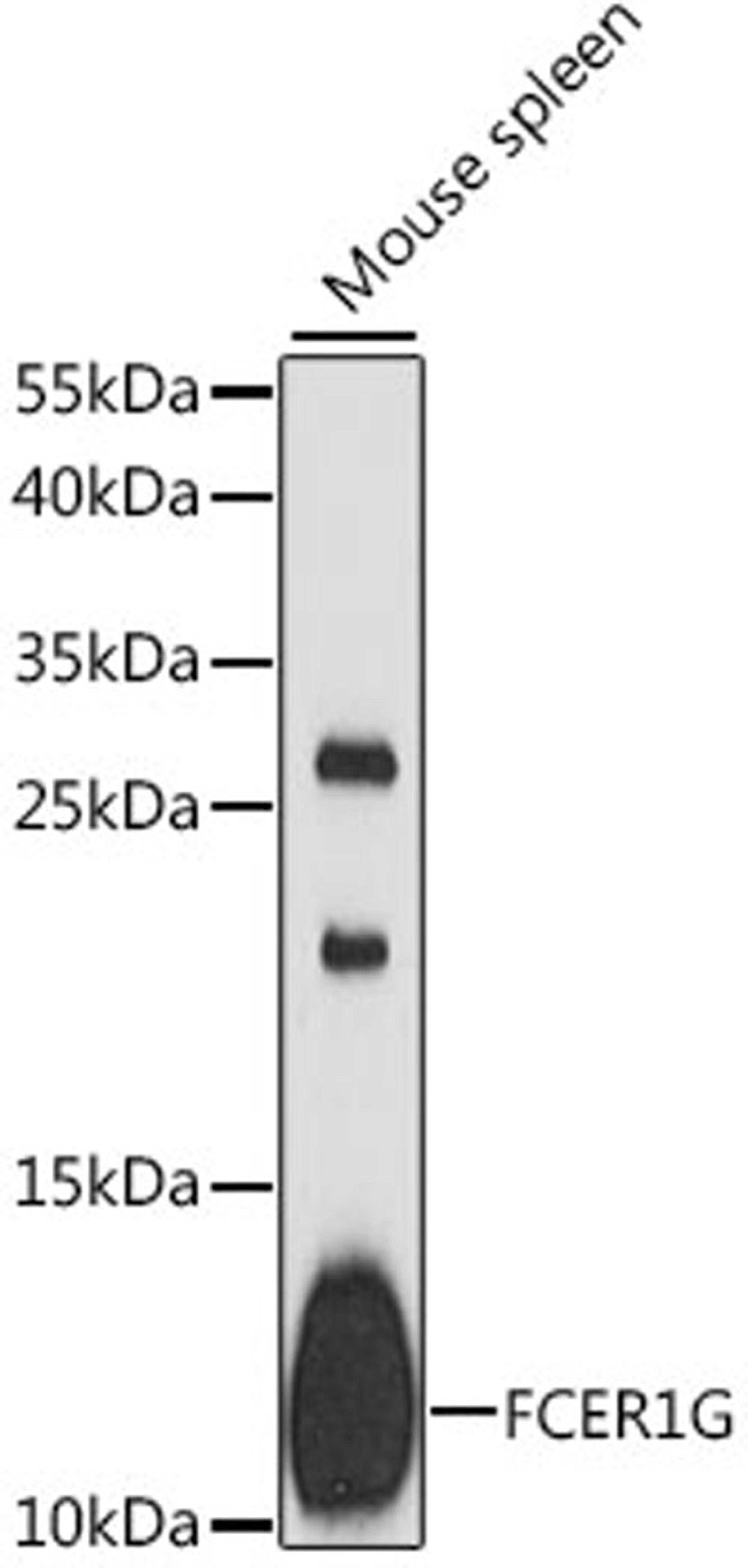 Western blot - FCER1G antibody (A12889)