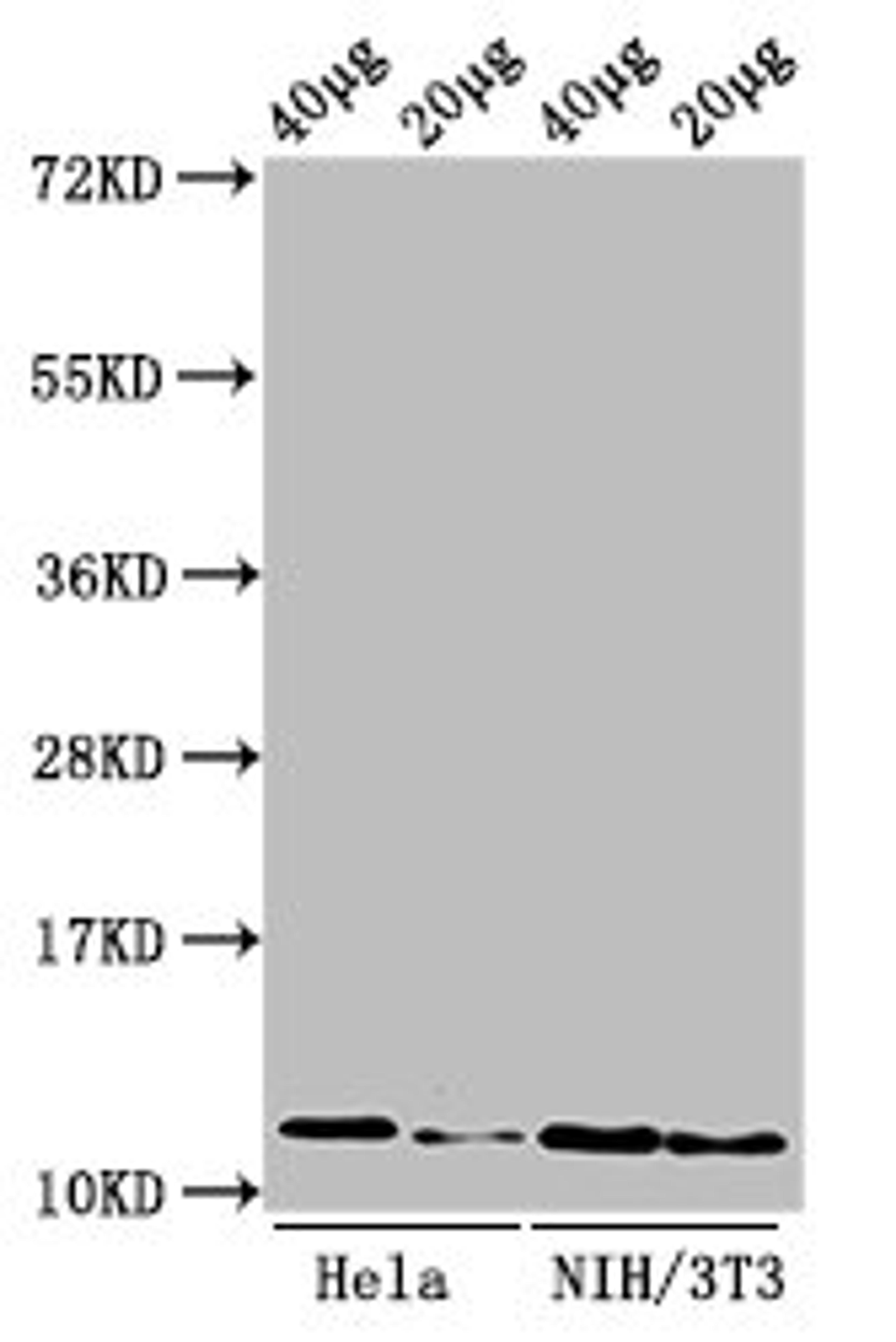 Western Blot. Positive WB detected in: Hela cell acid extracts, NIH/3T3 cell acid extracts. All lanes: HIST1H4A antibody at 0.5µg/ml. Secondary. Goat polyclonal to rabbit IgG at 1/50000 dilution. Predicted band size: 12 kDa. Observed band size: 12 kDa