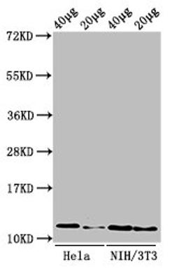 Western Blot. Positive WB detected in: Hela cell acid extracts, NIH/3T3 cell acid extracts. All lanes: HIST1H4A antibody at 0.5µg/ml. Secondary. Goat polyclonal to rabbit IgG at 1/50000 dilution. Predicted band size: 12 kDa. Observed band size: 12 kDa