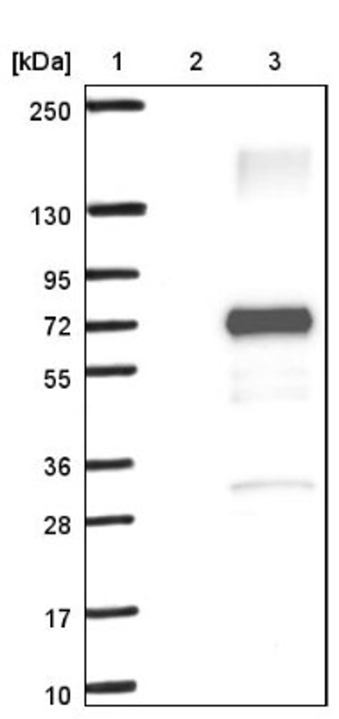 Western Blot: NOXA1 Antibody [NBP1-92197] - Lane 1: Marker [kDa] 250, 130, 95, 72, 55, 36, 28, 17, 10<br/>Lane 2: Negative control (vector only transfected HEK293T lysate)<br/>Lane 3: Over-expression lysate (Co-expressed with a C-terminal myc-DDK tag (~3.1 kDa) in mammalian HEK293T cells, LY416502)