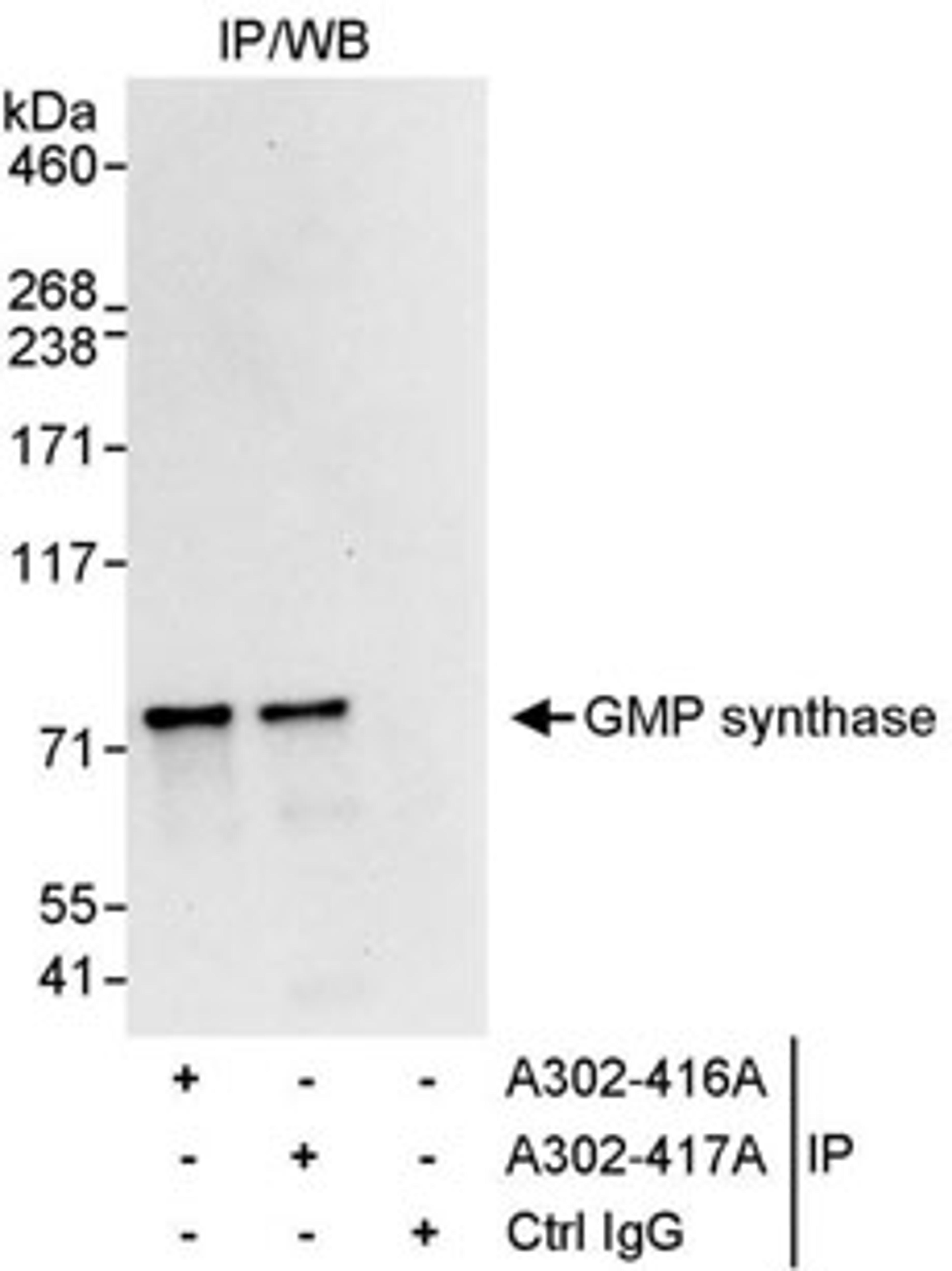 Detection of human GMP synthase by western blot of immunoprecipitates.