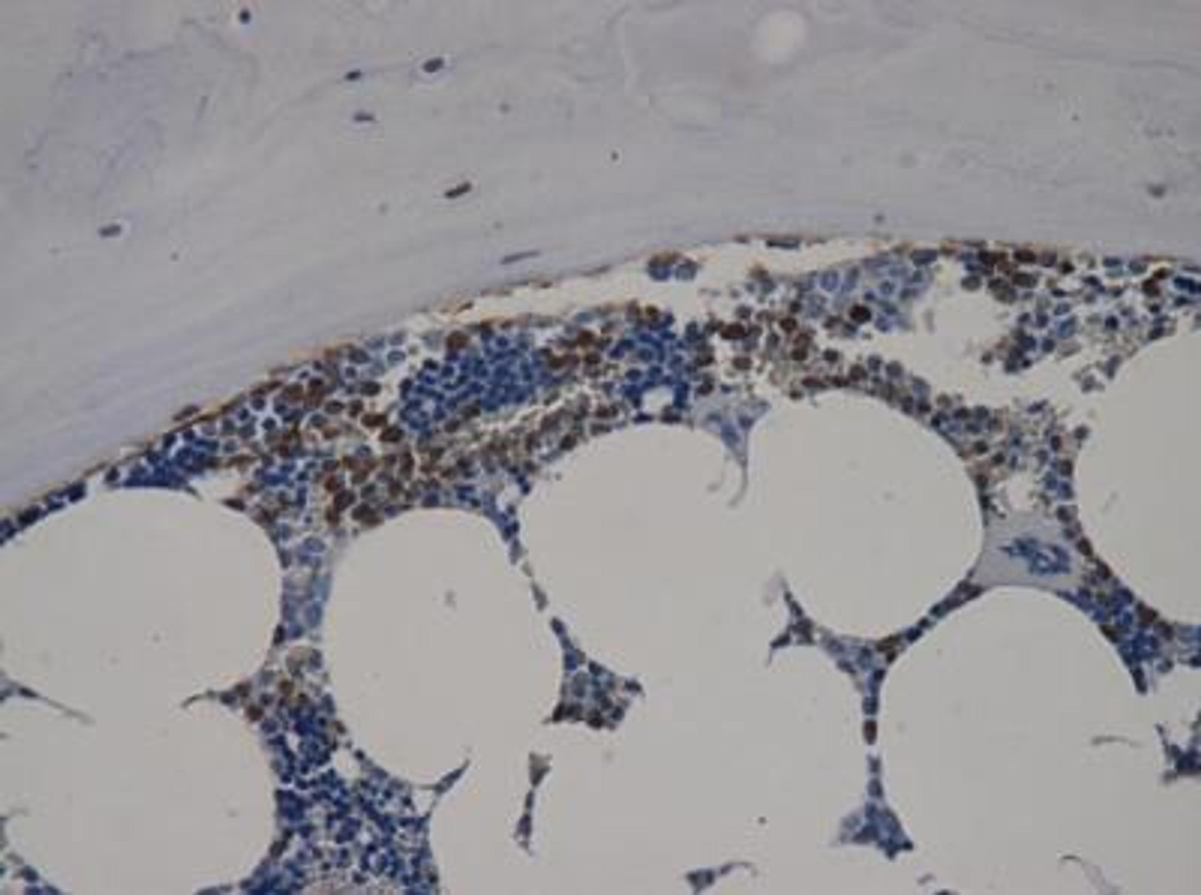 Immunohistochemistry-Paraffin: CXCL12/SDF-1 Antibody (MM0211-9N26) [NBP2-12221] - CXCL12/SDF1 in sheep bone marrow. Image from verified customer review.