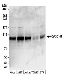 Detection of human and mouse QRICH1 by western blot.